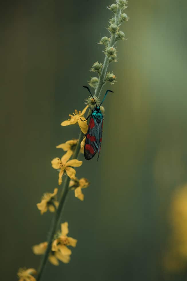 Falter_Remerschen_biodiversum