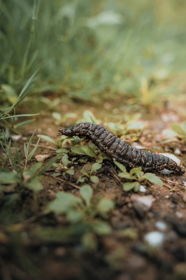 Insekten_Remerschen_biodiversum