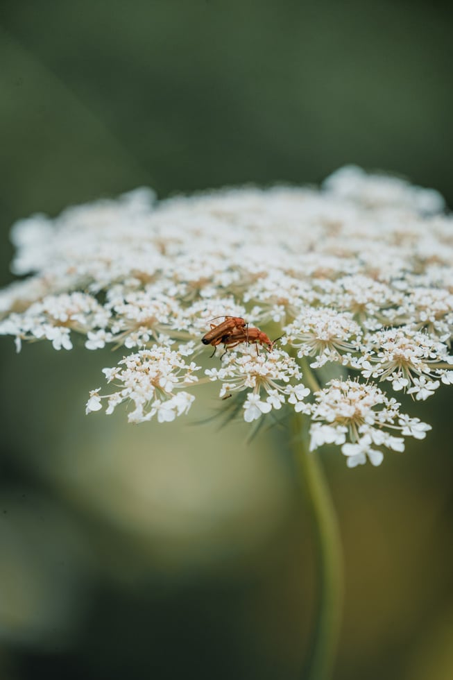 Kaefer_Remerschen_biodiversum