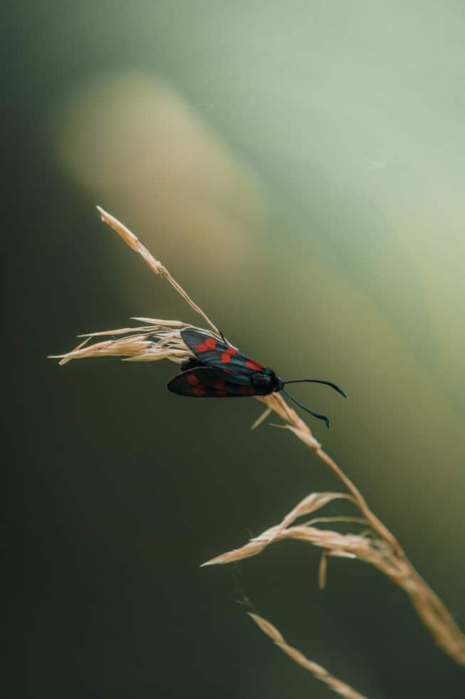 Remerschen_biodiversum_Insekt