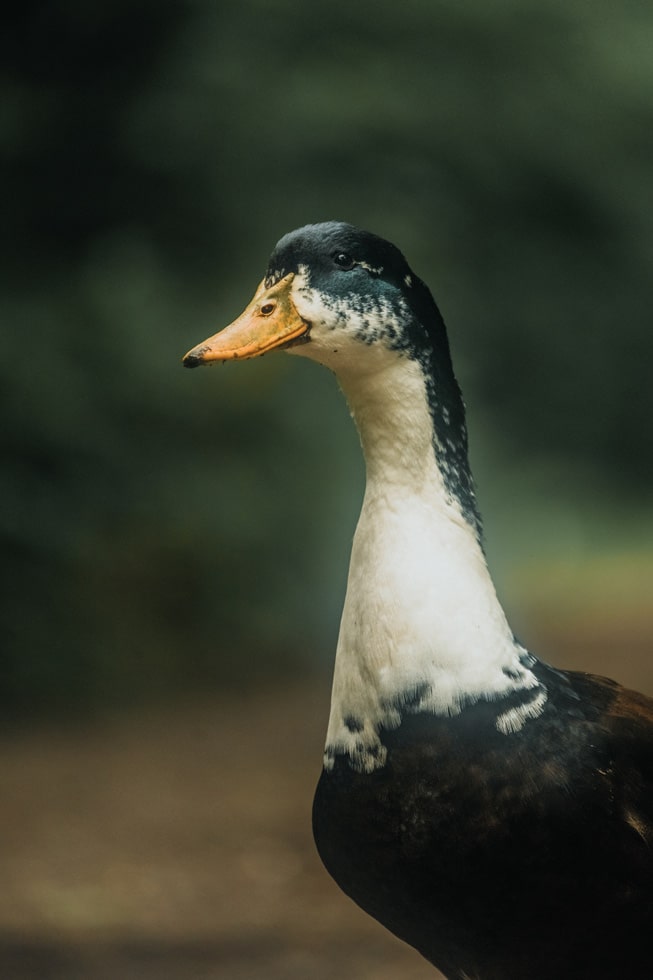 wildlife_Remerschen_biodiversum